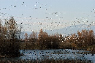 California Central Valley grasslands Temperate grasslands, savannas, and shrublands ecoregion in California, United States