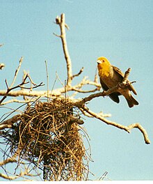 La nidification des oiseaux tisserands (3445341247) crop.jpg