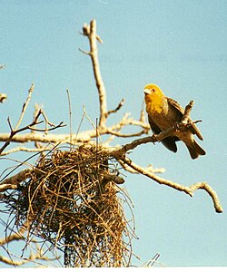 Weaver bird nesting (3445341247) crop.jpg