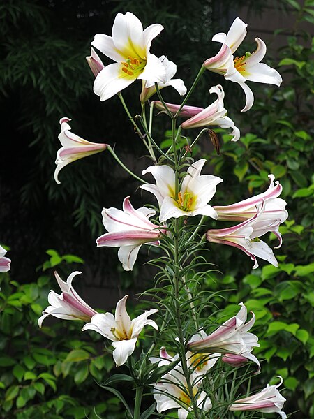 File:Weiße Königs-Lilie (Lilium regale).jpg