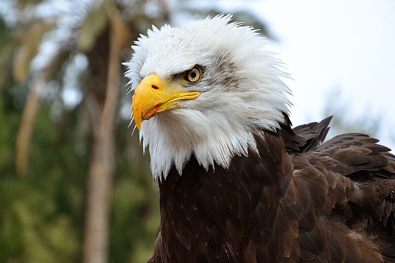 File:Weißkopfseeadler (10581448196).jpg