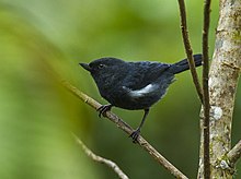 Putih-sisi Flowerpiercer - Selatan Ekuador S4E2856 (23391895895).jpg