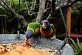 * Nomination Rainbow Lorikeets eating bread on bird feeder --Dimitrijemat 06:59, 25 July 2022 (UTC) * Promotion  Support Good quality. --Jsamwrites 14:17, 27 July 2022 (UTC)