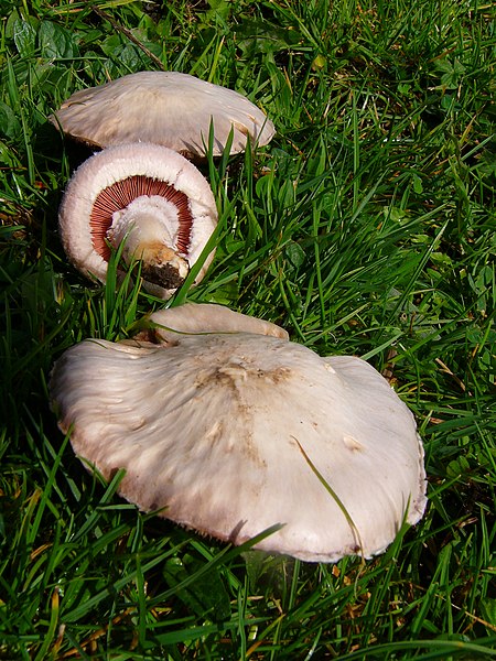 File:Wiesenchampignons (2).JPG