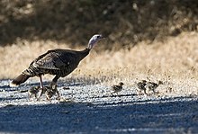 Hen with poults Wild turkey with chicks.jpg