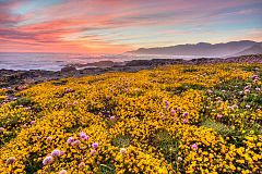 Wildflowers, King Range National Conservation Area.jpg