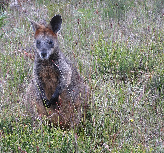 File:Wilsons Prom Swamp Wallaby.jpg