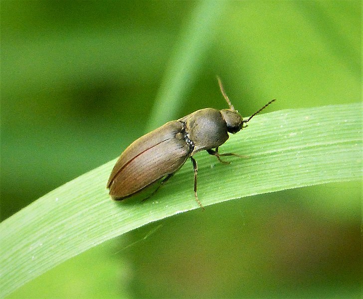 File:Wireworm Click Beetle - Agriotes obscurus ? (51858536652).jpg