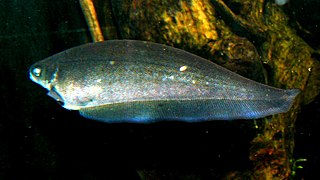 African brown knifefish Species of ray-finned fish