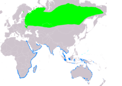 Distribución de Xenus cinereus