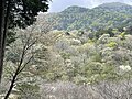 Yamakado Forest (ja:山門水源の森, Shiga, Japan - Kasumizakura 1]]