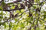 Thumbnail for File:Yellow-billed cuckoo (50626792991).jpg