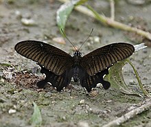 Jayanti, Duars, G'arbiy Bengal W IMG 5604.jpg-da joylashgan sariq Helen Papilio nefelisi.
