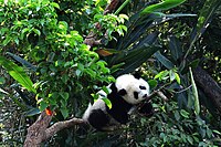 Yuan Zai Taipei Zoo.jpg