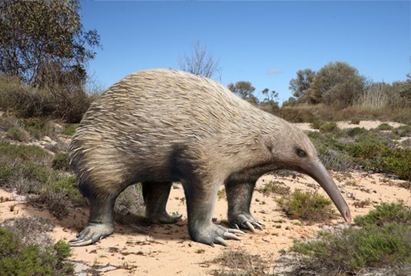 Photo-reconstruction of Murrayglossus hacketti (Zaglossus hacketti) by paleoartist Roman Uchytel