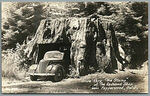 1664 - Drive Thru The Stump at the Redwood Shop