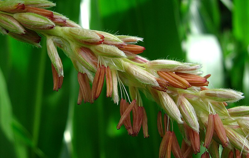 File:Zea mays male flowers.jpg