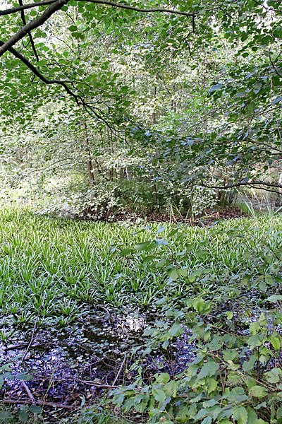 File:Zeisigwald FND Quellgebiet im südl Zeisigwald Tümpel 4 LvT.JPG