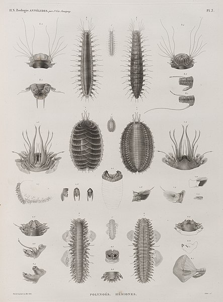 File:Zoologie. Annélides. Polynoés, Hésiones (NYPL b14212718-1268547).jpg