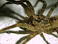 Nosferatu-Spinne: Merkmale, Verwechslungen, Verbreitung