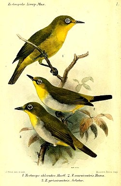 Malajglasögonfågel i mitten