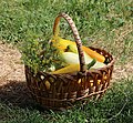 * Nomination Zucchini, vegetable marrows, and dill in a basket -- George Chernilevsky 13:54, 16 July 2021 (UTC) * Promotion  Support Good quality -- Johann Jaritz 14:02, 16 July 2021 (UTC)