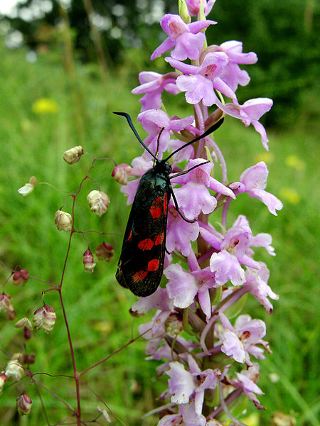 File:Zygaena filipendulae 2.jpg