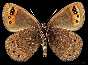 Erebia triarius mâle △[pas clair].