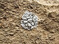 * Nomination Lichen on a stone. Amankutan national park. Urgut District, Samarkand Region, Uzbekistan. --Красный 06:18, 31 May 2024 (UTC) * Critique requise