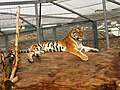 Русский: Амурская тигрица по кличке Тайга