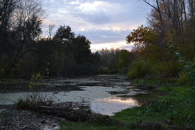 File:Пойменный лес - panoramio (3).jpg