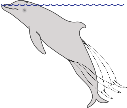Sleeping dolphin in captivity: a tail kick reflex keeps the dolphin's blowhole above the water.
