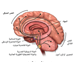 مسارات الأستيل كولين