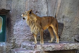 Löwin (Panthera leo)