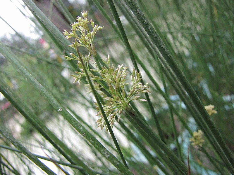 File:燈心草 Juncus effusus v decipiens -香港花展 Hong Kong Flower Show- (9229895870).jpg