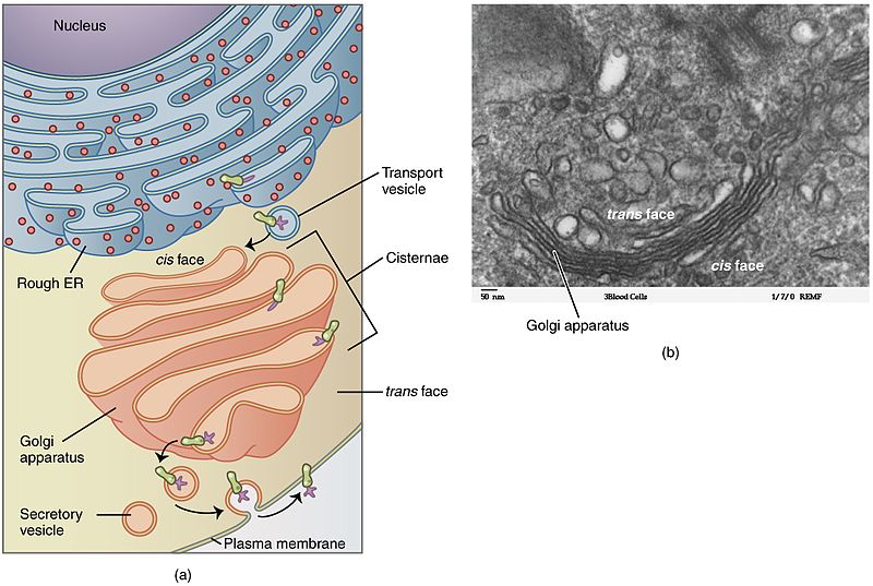 File:0314 Golgi Apparatus.jpg