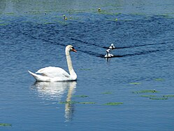 Schwäne, Federsee