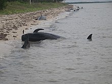 A number of beached short-finned pilot whales on Highland beach. 120413 a number of beached whales on highland beach (11238503425).jpg