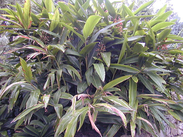 Description de l'image 200410 Alpinia zerumbet 2.JPG.