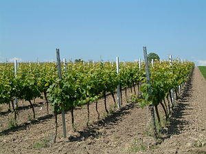 Liste Der Weinlagen Der Pfalz: Einteilung, Großlagen, Einzellagen