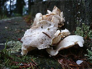 <i>Osteina obducta</i> Species of fungus