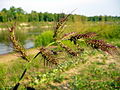 2008-08-13 echinochloa crusgalli.jpg