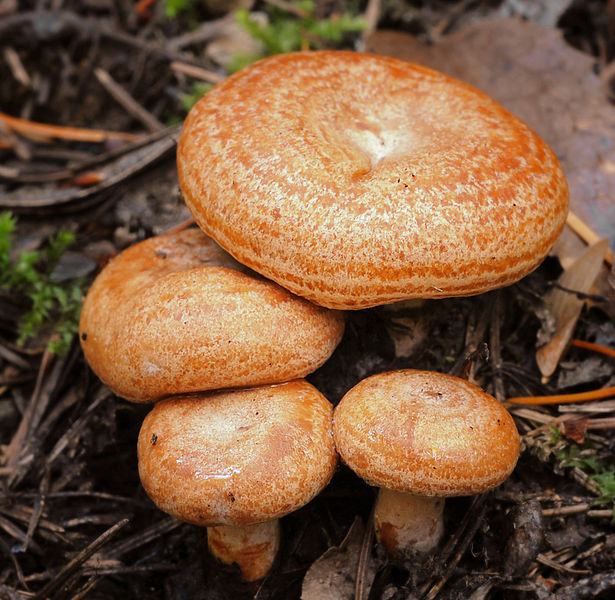 File:2009-09-28 Lactarius deliciosus cropped.jpg