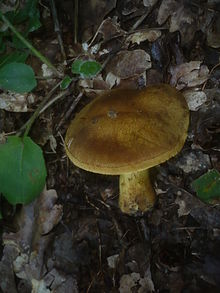 2013-10-01 Cortinarius psittacinus M.M. Moser 394203.jpg