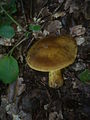 Gelbgrünbeschleierter Raukopf Cortinarius psittacinus