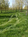 20130505 Maastricht 15 Meadow with trees and tire tracks between Itteren and Borgharen.JPG