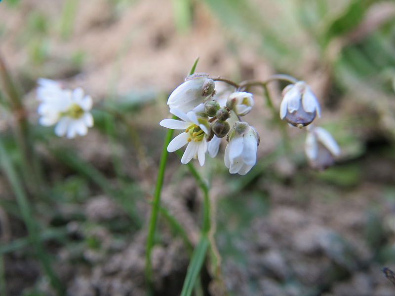 File:20140304Draba verna.jpg