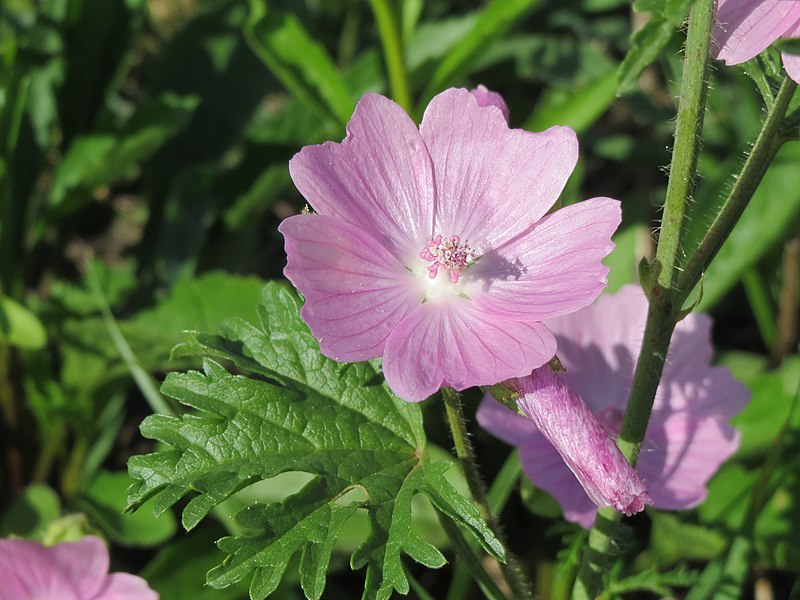 File:20140827Malva moschata2.jpg