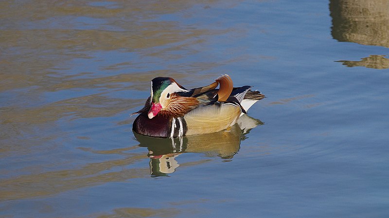 File:2015.03.11.-1-Vogelstangsee Mannheim--Mandarinente-Maennchen.jpg