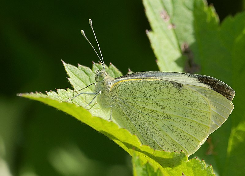 File:2016.07.07.-01-Felde--Grosser Kohlweissling.jpg